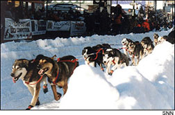 Iditarod dog team