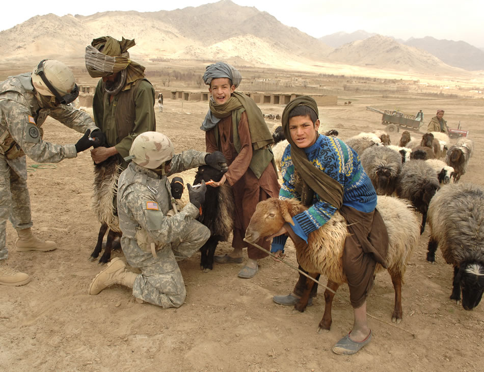 De-worming Afghan sheep