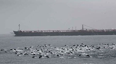 Thousands of dolphins protecting the ship