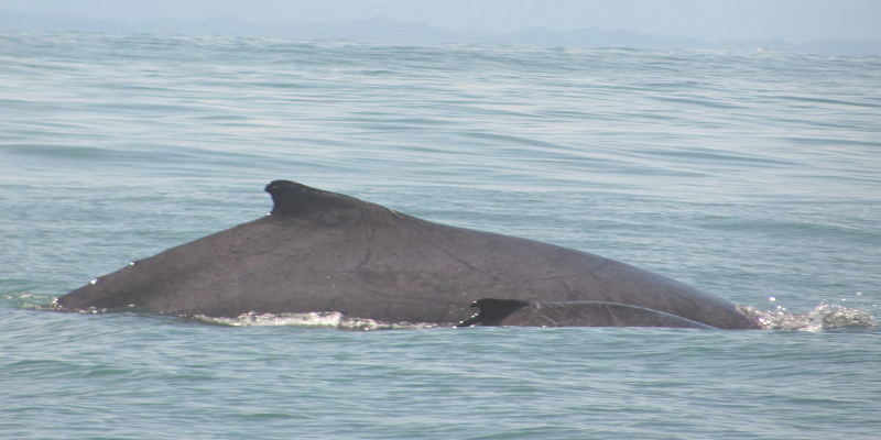 The backs of the whale