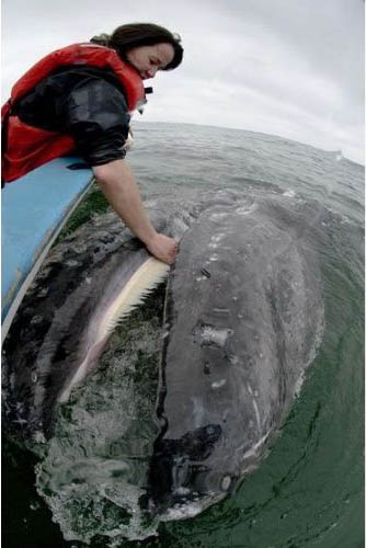 Petting a grey whale
