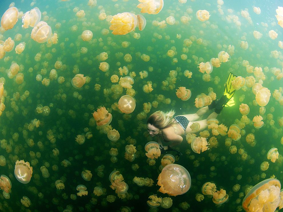 Swimming with jellyfish