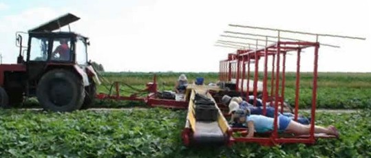 Harvest time
